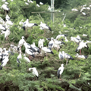 Uppalapadu Bird Sanctuary